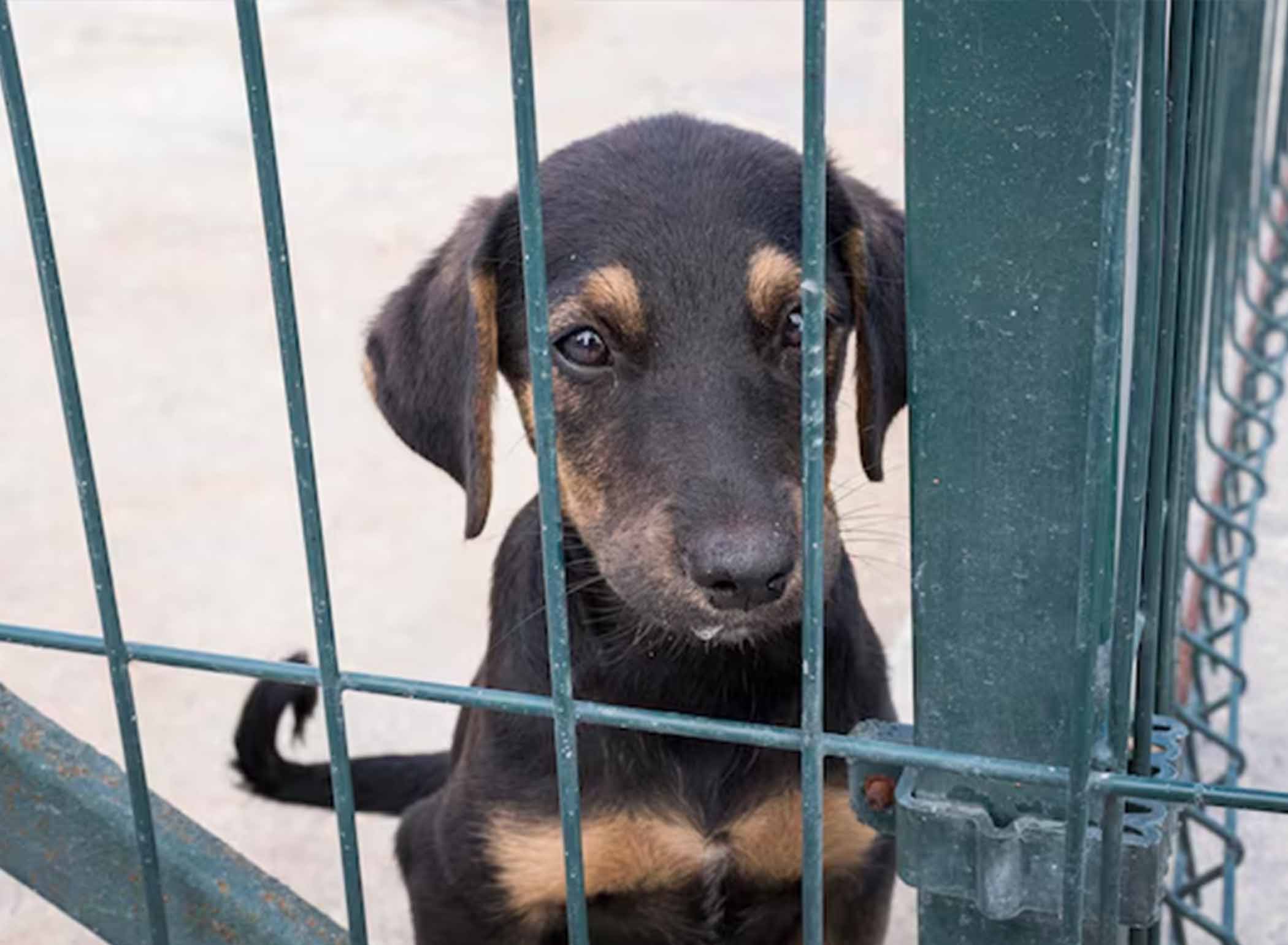 On the Front Lines: Large-Scale Animal Rescue Operations and Emergency Response