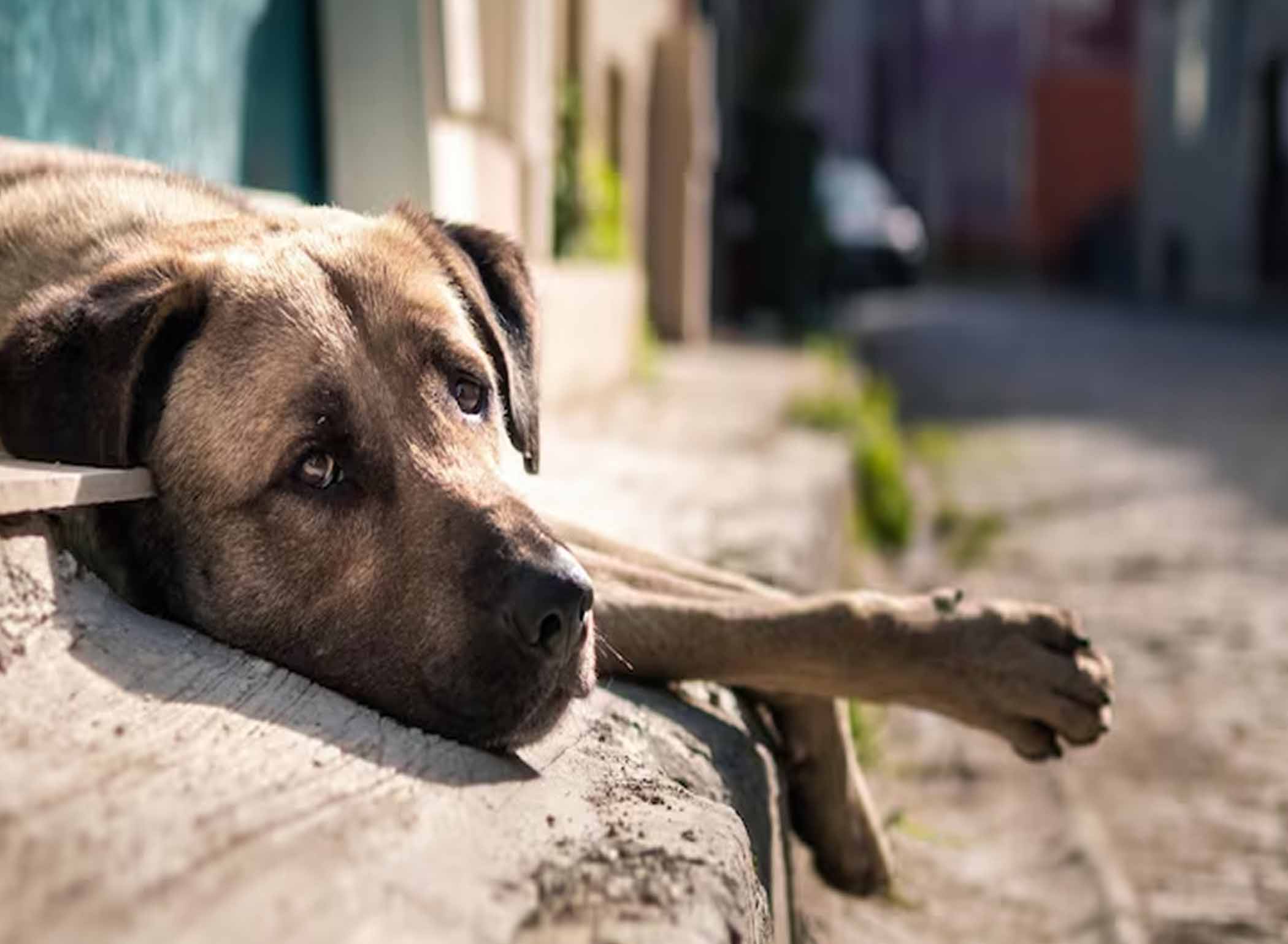 When Disaster Strikes: Comprehensive Animal Emergency Response and Relief Operations