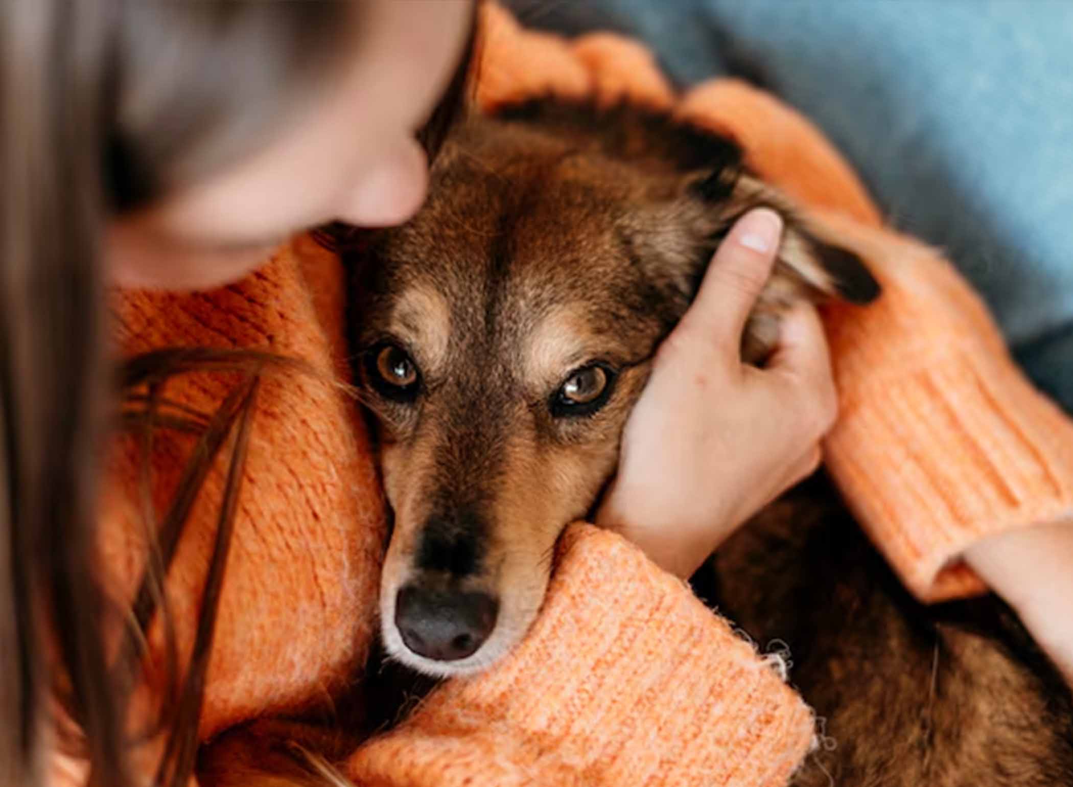 Maintaining Pets in Loving Homes