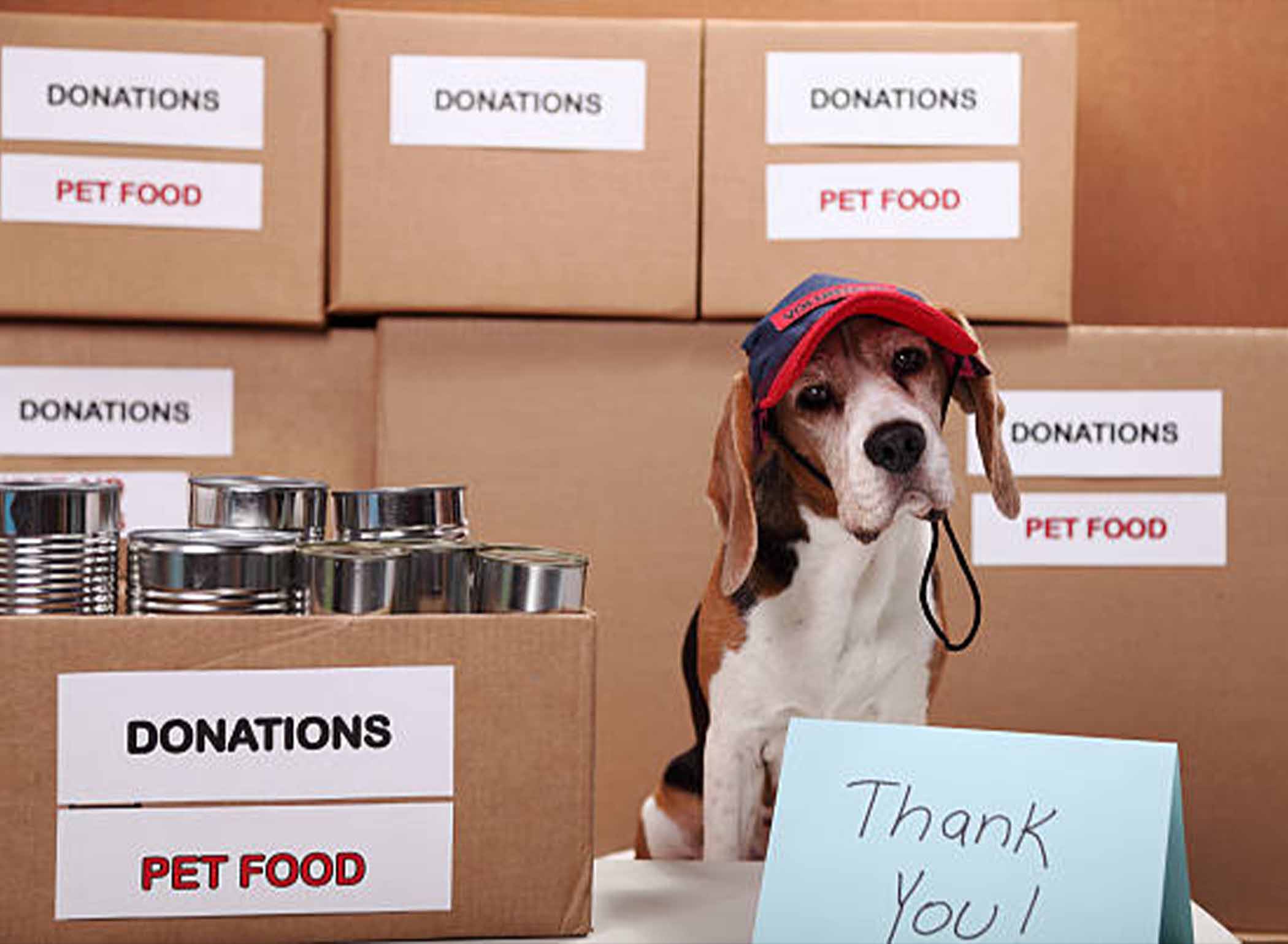 Making a Difference: Comprehensive Guide to Supporting Animal Welfare Through Giving